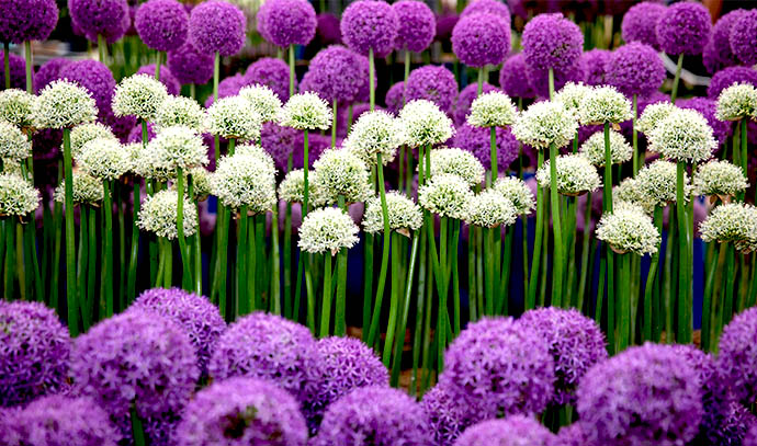 alliums-display-ws-warmenhoven-exhibition-flowers-garden