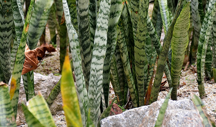 green-blades-sansevieria-snake-plants