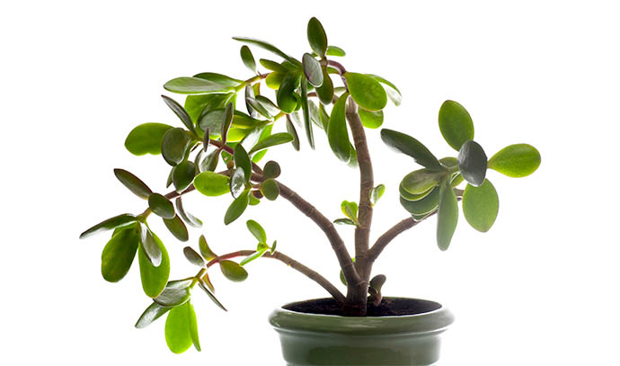 potted-home-plant-crassula-jade