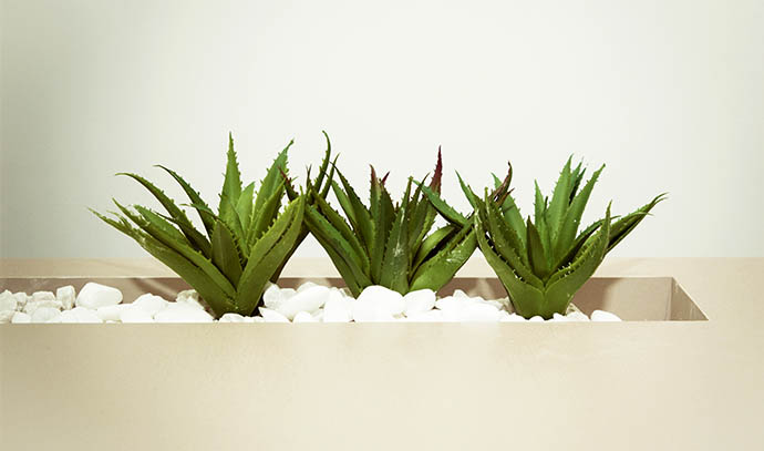 aloe-vera-beautiful-color