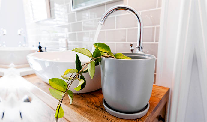 indoor-plants-sink-kitchen-interior