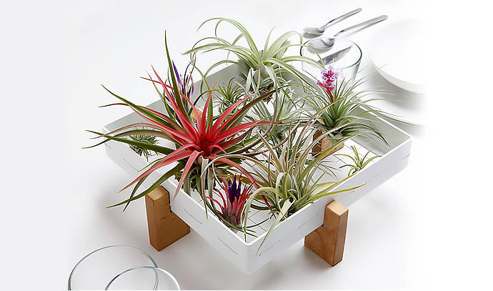 air-plants-indoor-home-centrepiece-table