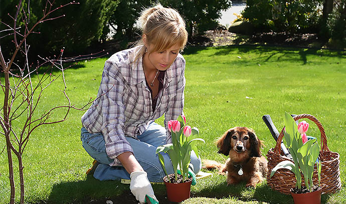 woman-gardening-outdoor-dog-plants-flower-lawn