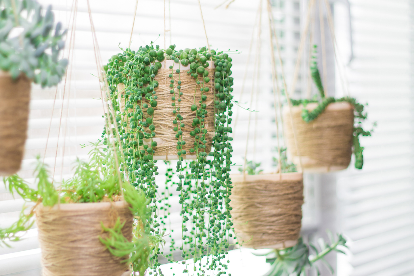 succulents-hanging-pots-window