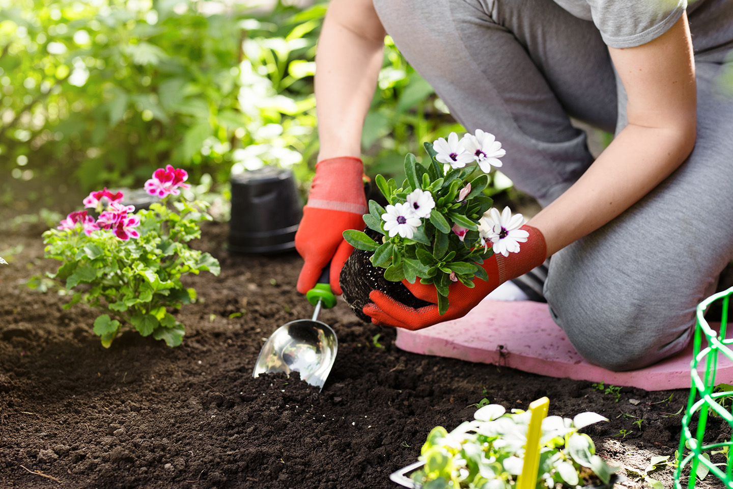 Top tips for looking after your garden through summer.